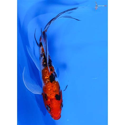 55 Imported Gin Rin Sanke Butterfly Koi Koi Fish For Sale