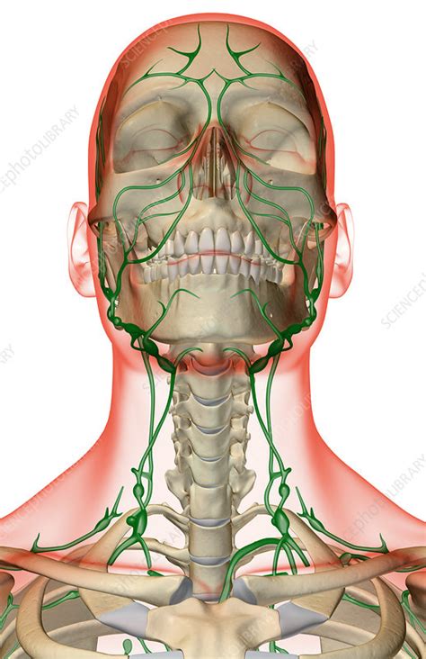 The Lymph Supply Of The Head Neck And Face Stock Image F0016994