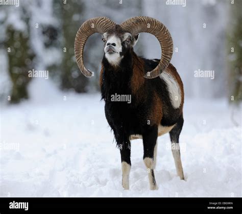 European Mouflon Ovis Ammon Musimon Ram Standing In The Snow