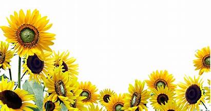 Sunflowers Transparent Sunflower Border Field Pluspng Backgrounds