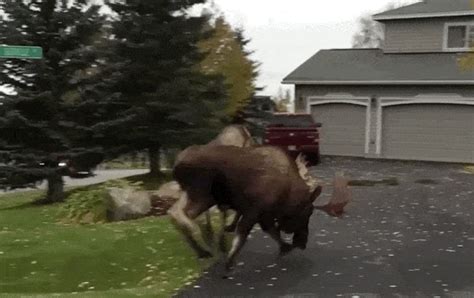 Moose Fight Viral Moose Video 2019