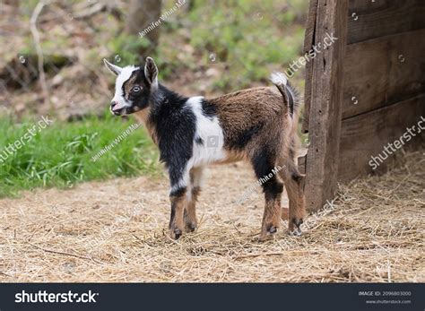 Nigerian Dwarf Goats Baby