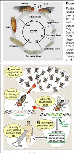 Pdf A Rough Guide To Drosophila Mating Semantic Scholar