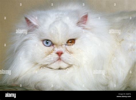 Albino Cat With Odd Coloured Eyes This Long Haired White Persian Is