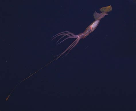 Marine Biologists Capture First Footage Of Deep Sea Squid