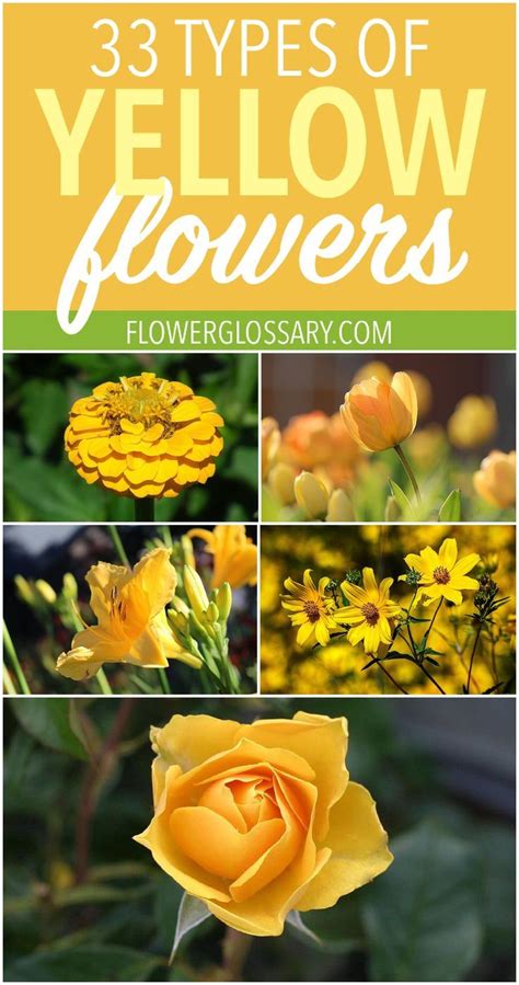 33 Types Of Yellow Flowers For Anyone Looking For A Detailed List And