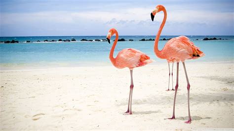 Flamingo Birds Flamingo Bird Water Beach Hd Wallpaper Pxfuel
