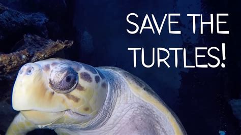 Help Save The Sea Turtles