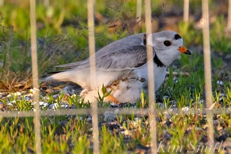 Piping Plover Chicks Good Harbor Beach Parking Lot 10 Kim Smith Films