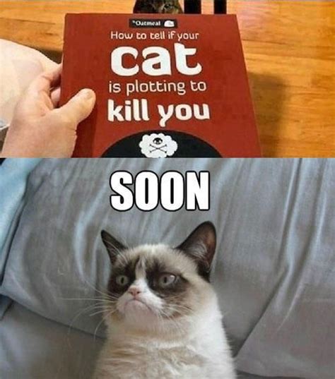 The 25 Best Grumpy Cat Meme Generator Ideas On Pinterest