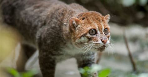 The Top 10 Smallest Wild Cats In The World Az Animals