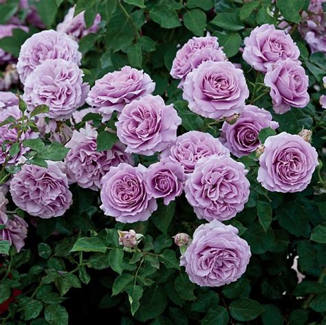 Heirloom Roses On Instagram This Beautiful Floribunda Love Song