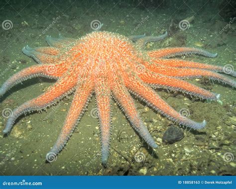 Sunflower Sea Star Stock Image Image Of Nature Underwater 18858163