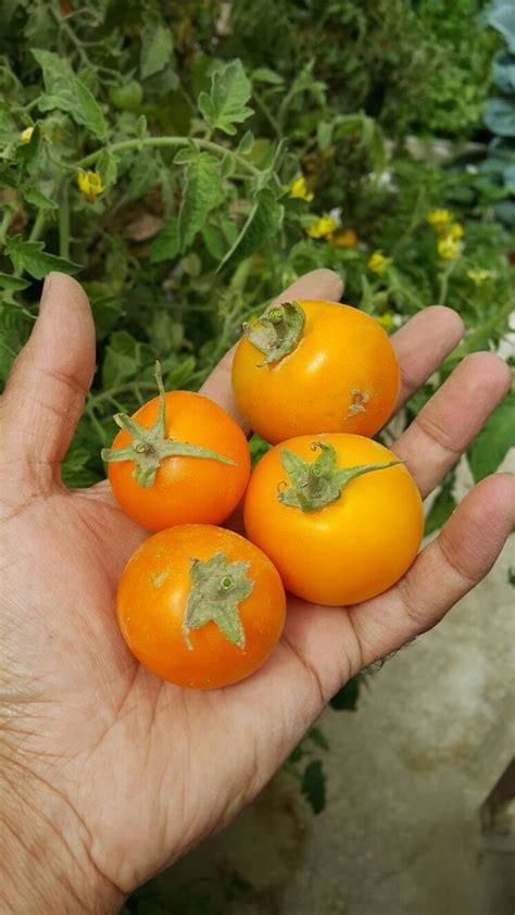 Orange Tomatoes Medium Size 🍅🍅🍅🍅 Orange Tomato Fruit