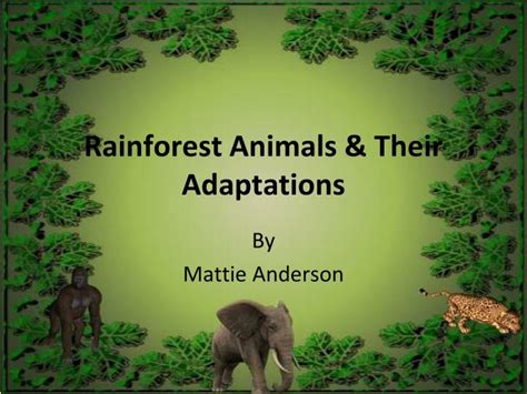 Ppt Rainforest Animals And Their Adaptations Powerpoint Presentation