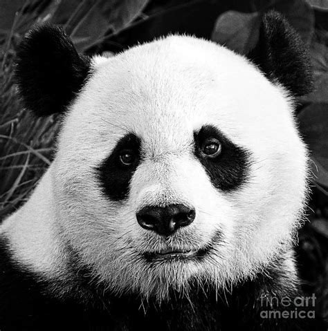 Beautiful Panda Black And White 1 Photograph By Boon Mee Fine Art America