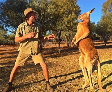 Meet Roger The Most Muscular Kangaroo On The Planet Pics
