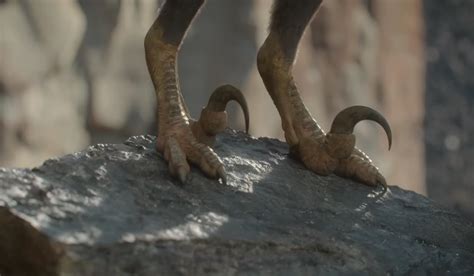 Pp Velociraptor Feet By Dracotyrannus On Deviantart