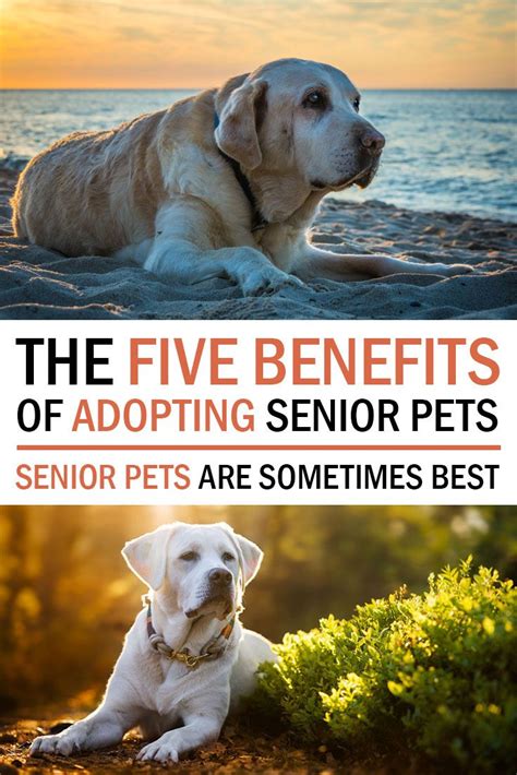 Five Benefits Ordinary People Are Realizing When They Adopt Senior Pets