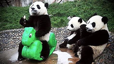 Giant Pandas Playing