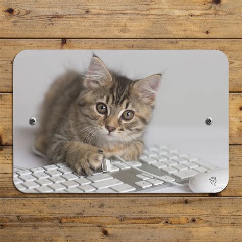 Shorthair Tabby Kitten Cat Computer Mouse Keyboard Home Business Office