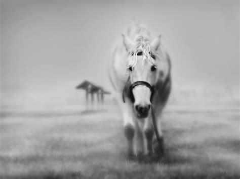 Tons of awesome free horse wallpapers for computer to download for free. 40+ Black and White Wallpapers - Technosamrat