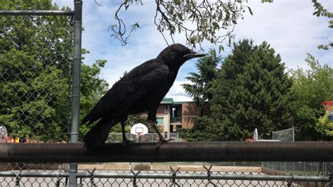 5 Ways To Avoid Being Attacked By Crows British Columbia Cbc News
