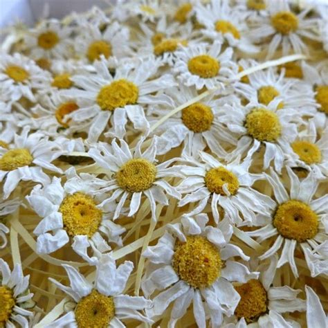 Dried Daisies Real Daisies Dry Flower T Wedding By Larkspurhill