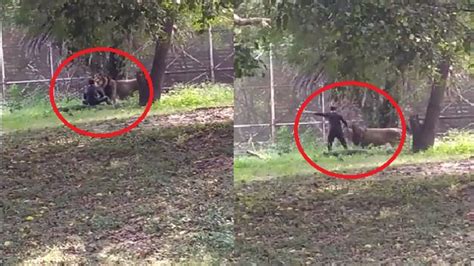 Viral Video Man Jumps Inside Zoo Enclosure Sits In Front Of Lion