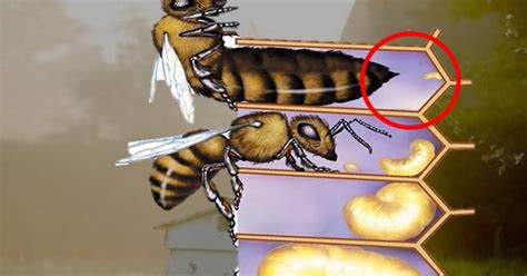 BEELOVERS βασιλης καλαμιωτης μαθαίνω περισσότερα για τις μελισσες
