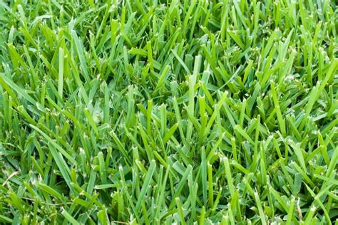 Best Types Of Grass For Texas Grapevine Lawn Guys