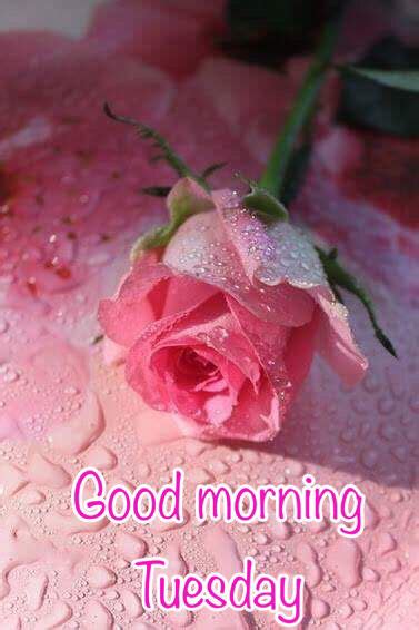 Good Morning Tuesday Pink Rose Pictures Photos And Images For
