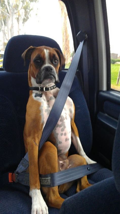 21 Reasons Why Boxers Make The Most Outrageously Hilarious Pets
