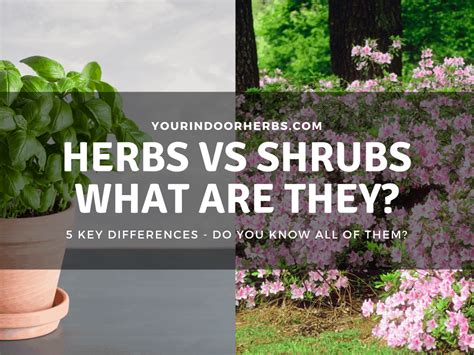 Herbs Vs Shrubs All 5 Differences With Photos Your Indoor Herbs