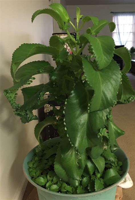 Awesome Mother Of Thousands Plant Mother Of Thousands Plant Plants