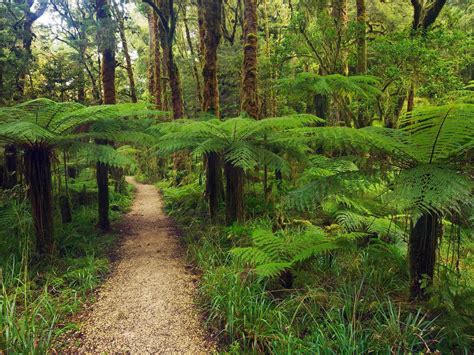 Hiking Trail In Rainforest With Fern Trees Oceania New Zealand