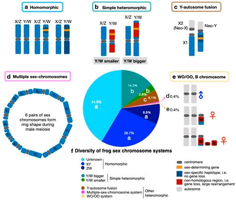 Genes Free Full Text The Diversity And Evolution Of Sex Chromosomes In Frogs