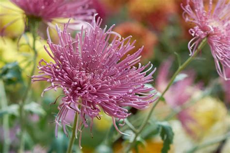 Chrysanthemum Grandiflorum Decorative Composition Of Pink