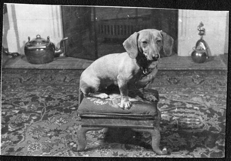 Vintage Photograph 1940s Dachshund Dog Puppy Mont Tremblant Canada