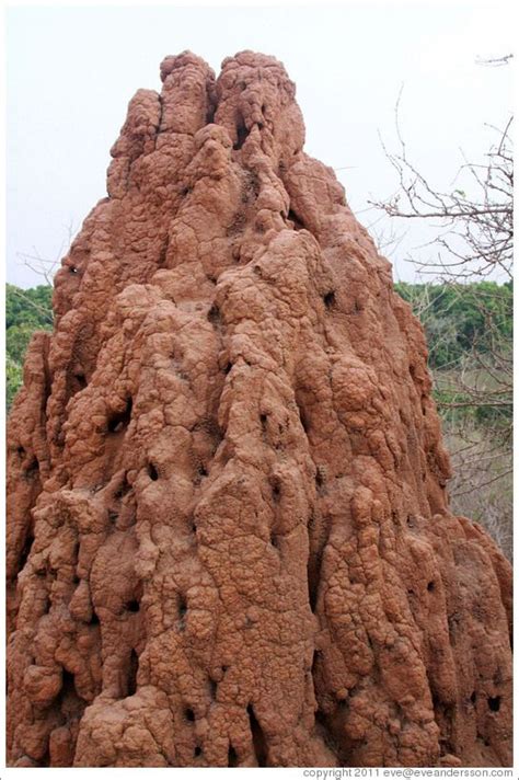 Large Ant Hill Photo Id 20417 Rivergam Ant Hill Ants Photo