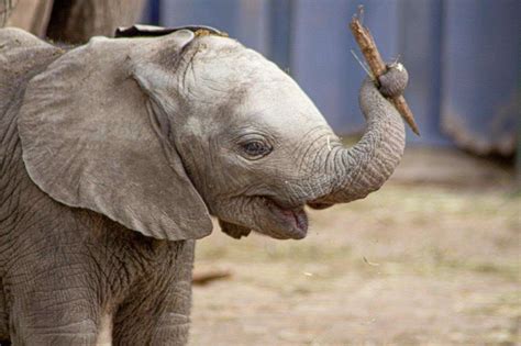 Baby Elephant Animal