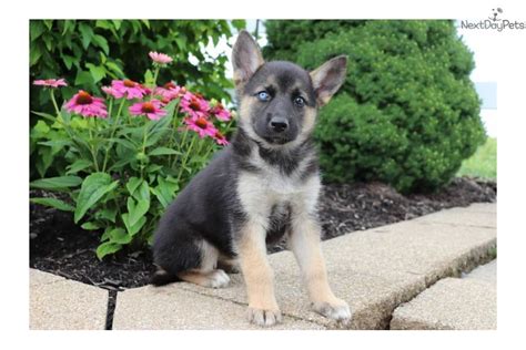 German Shepherd Puppy For Sale Near Akron Canton Ohio 5304d4e4 B101