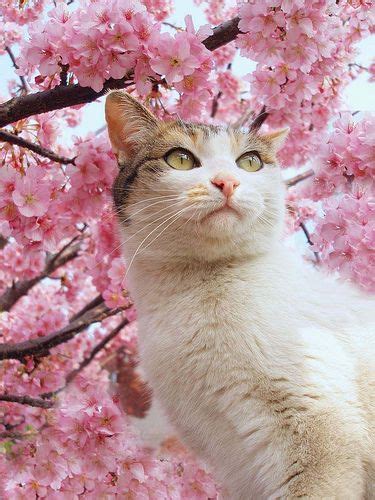 Sakura Cat 동물 애견 귀여운 아기 동물