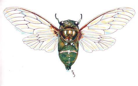 Stunning Cicada Illustration Artwork For Sale On Fine Art Prints