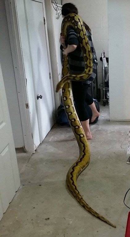 Reticulated Python Pretty Snakes Cool Snakes Beautiful Snakes Cute