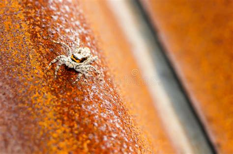 Domestic House Spider Stock Photo Image Of Spider Pattern 87956780