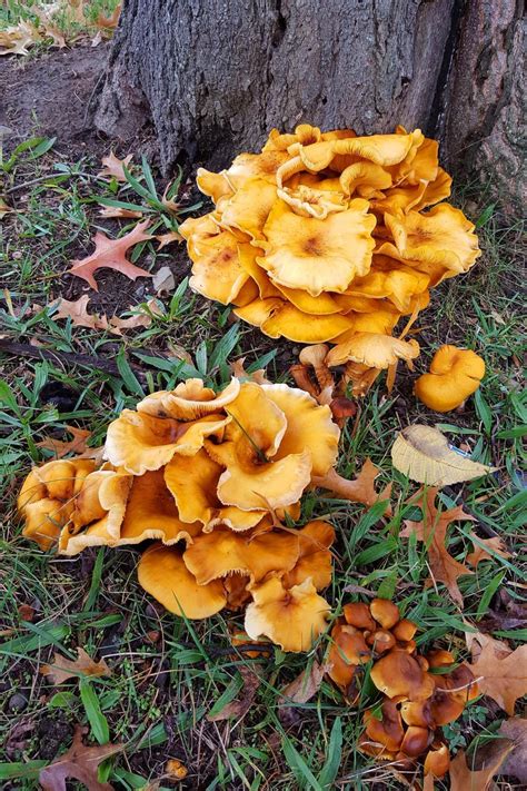 Yellow Mushroom On Tree All Mushroom Info