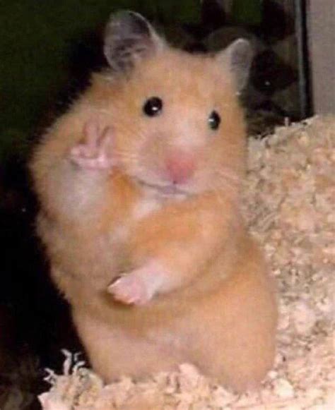 Pin By 𝒂𝒎𝒊𝒓𝒂 On Reaction Pics With Images Cute Hamsters Funny Hamsters Cute Animals