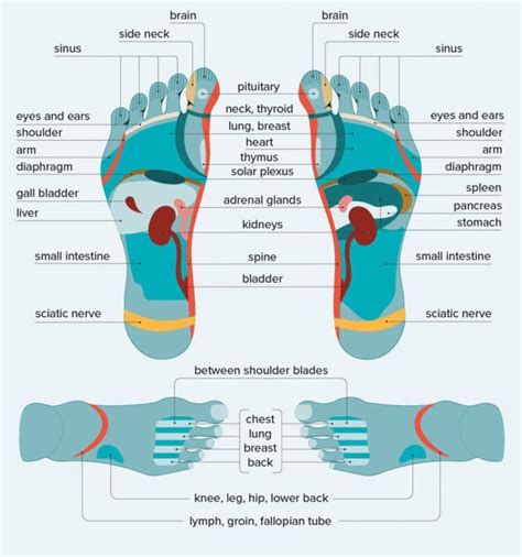 Foot Reflexology Massage Benefits And Treatments In Chennai