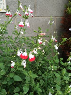 How to id a flowering plant. identification - Minty smelling plant with white and pink ...